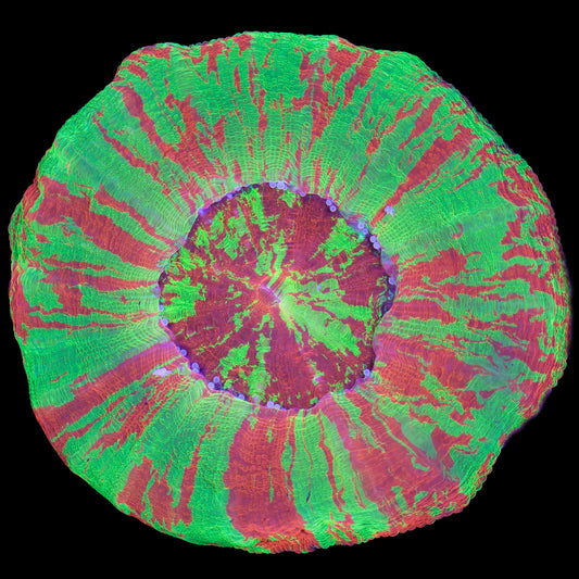 Master Class Bleeding Apple Scolymia Coral