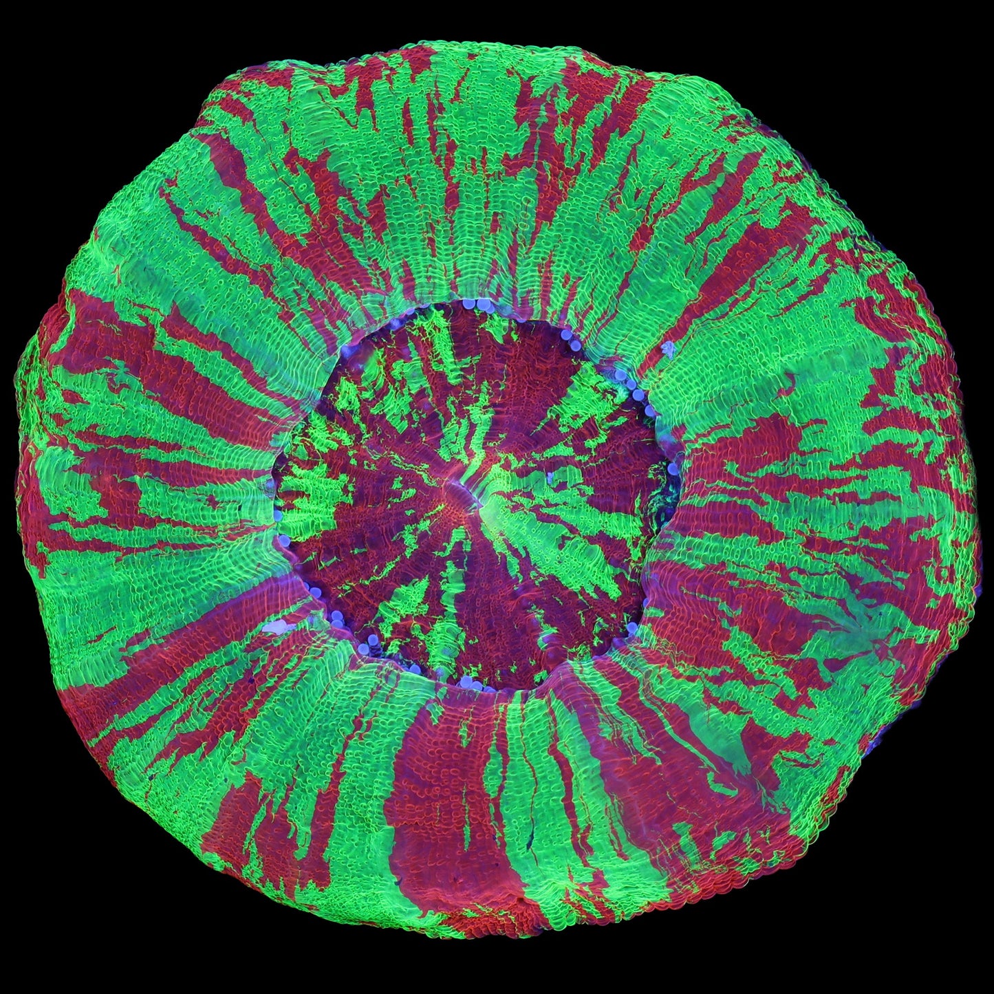 Master Class Bleeding Apple Scolymia Coral