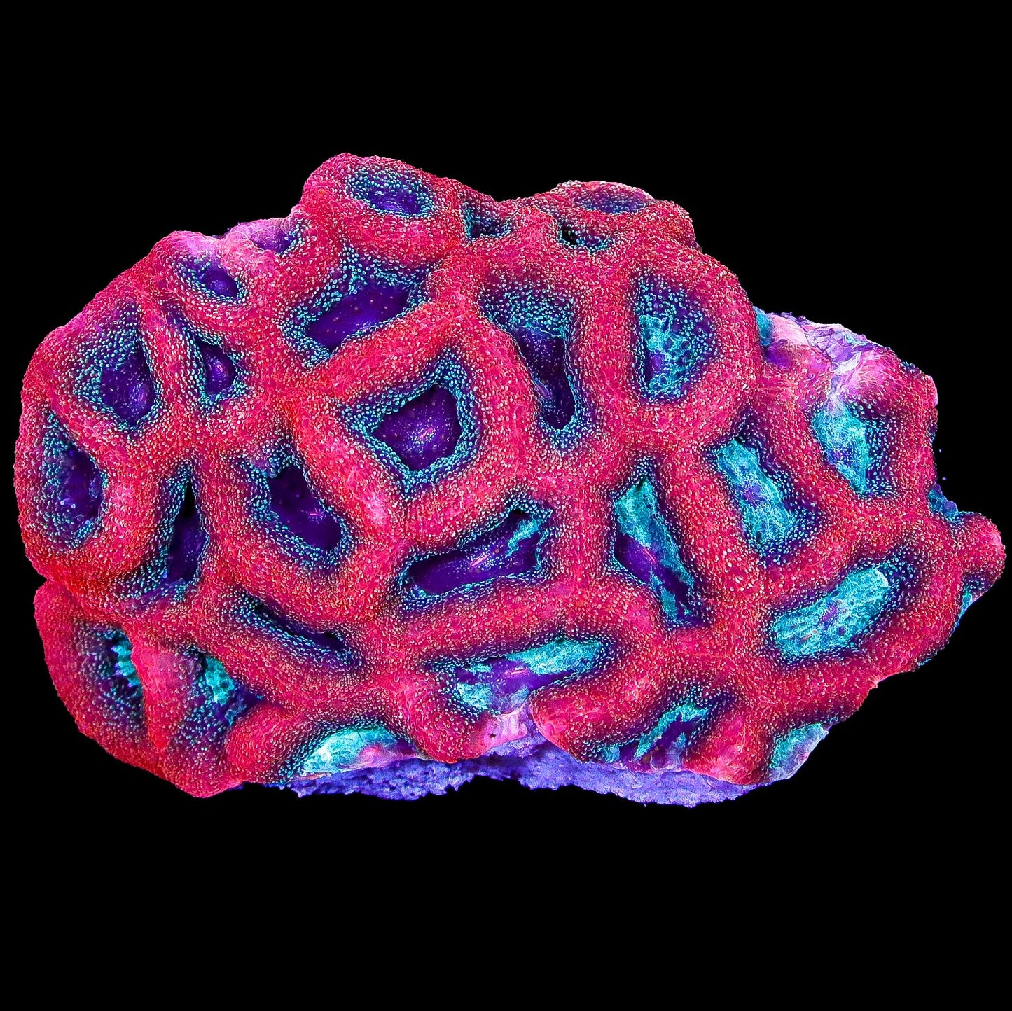 Mystic Rose Bowerbanki Coral Colony