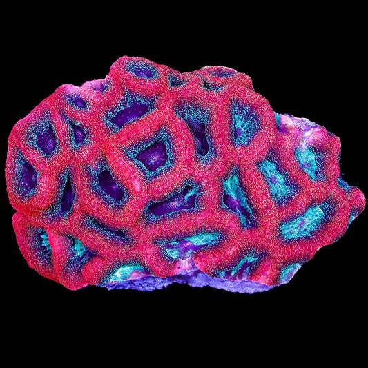 Mystic Rose Bowerbanki Coral Colony