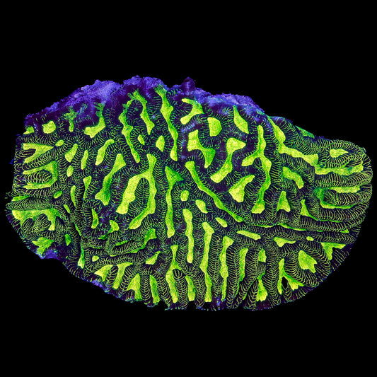 Neon Aussie Platygyra Coral Colony