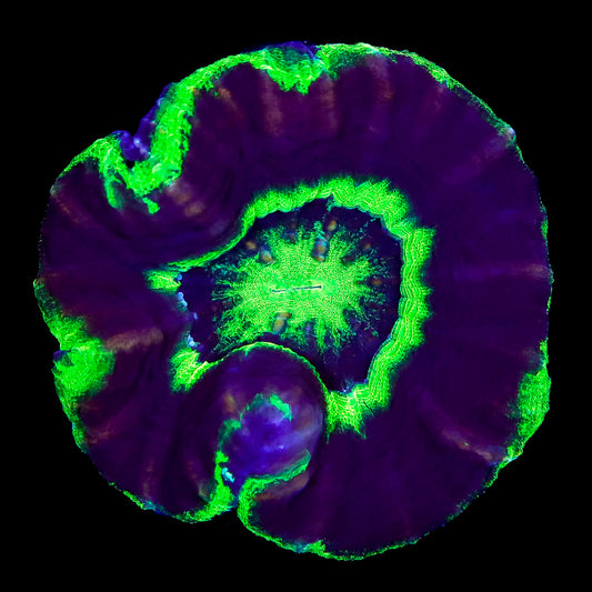 UFO Scolymia Coral