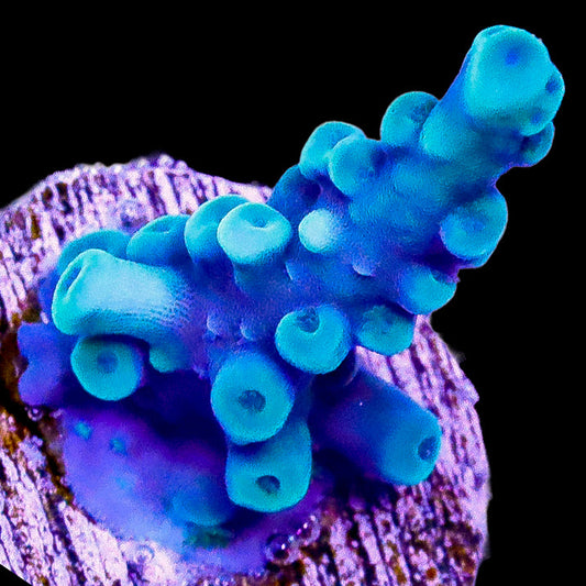 Oregon Blue Tort Acropora Coral