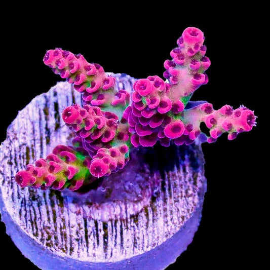 Dippin Dots Acropora Coral