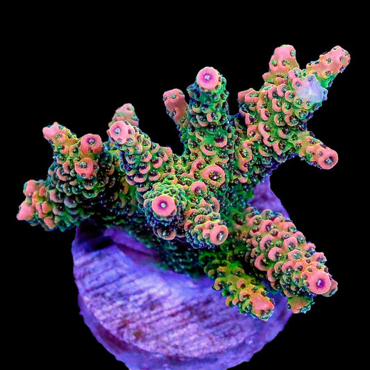 Mamba Millepora Acropora Coral - Chunky Frag