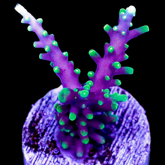 Purple Dragon Acropora Coral