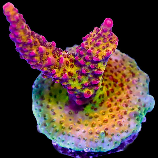 PC Rainbow Acropora Coral