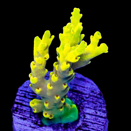 Malaysian Holy Grail Acropora Coral
