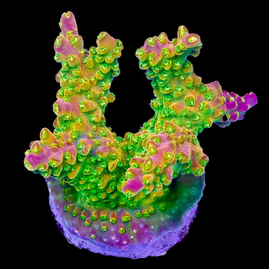 Mayan Sun Acropora Coral