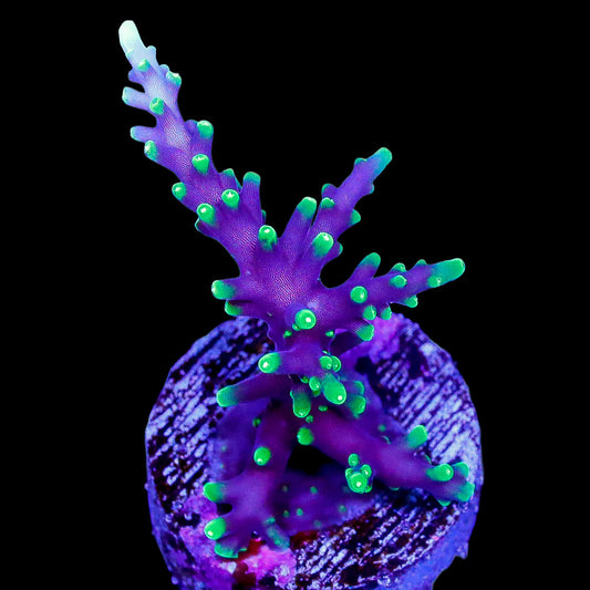 Purple Dragon Acropora Coral
