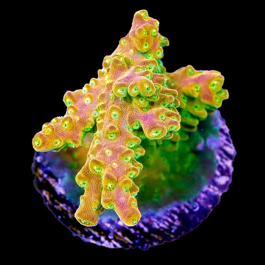 Mayan Sun Acropora Coral