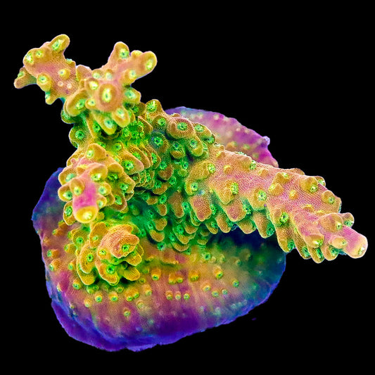 Mayan Sun Acropora Coral