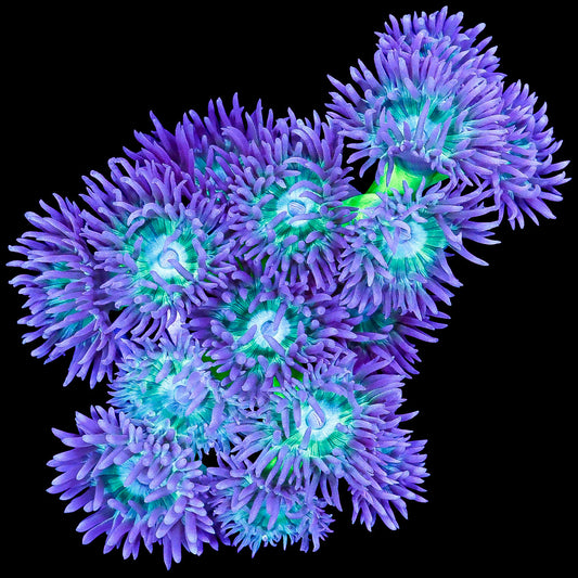 Neon Green Duncan Coral Colony