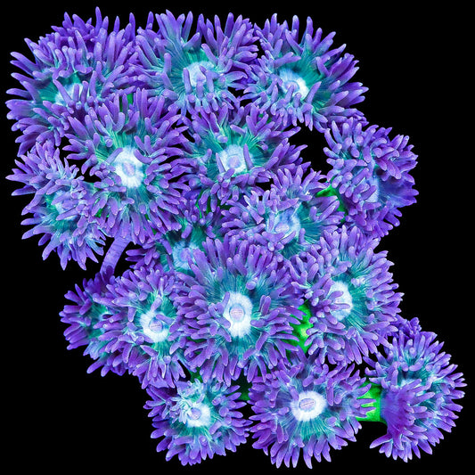 Neon Green Duncan Coral Colony