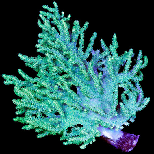 Green Aussie Sinularia Coral Colony