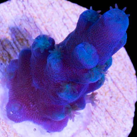 Oregon Blue Tort Acropora Coral