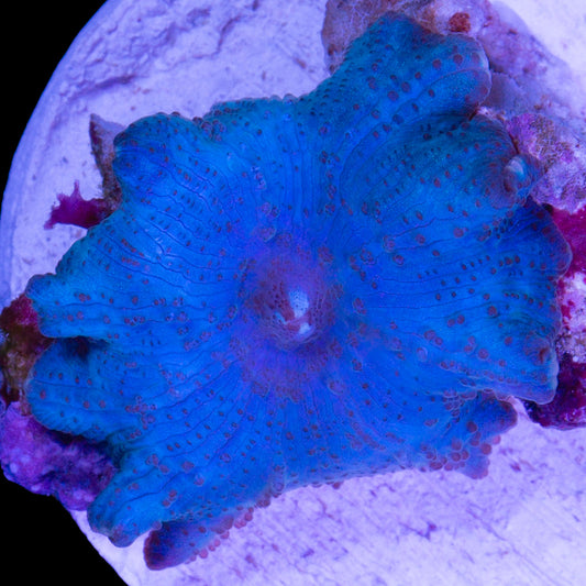 Ultra Blue Mushroom