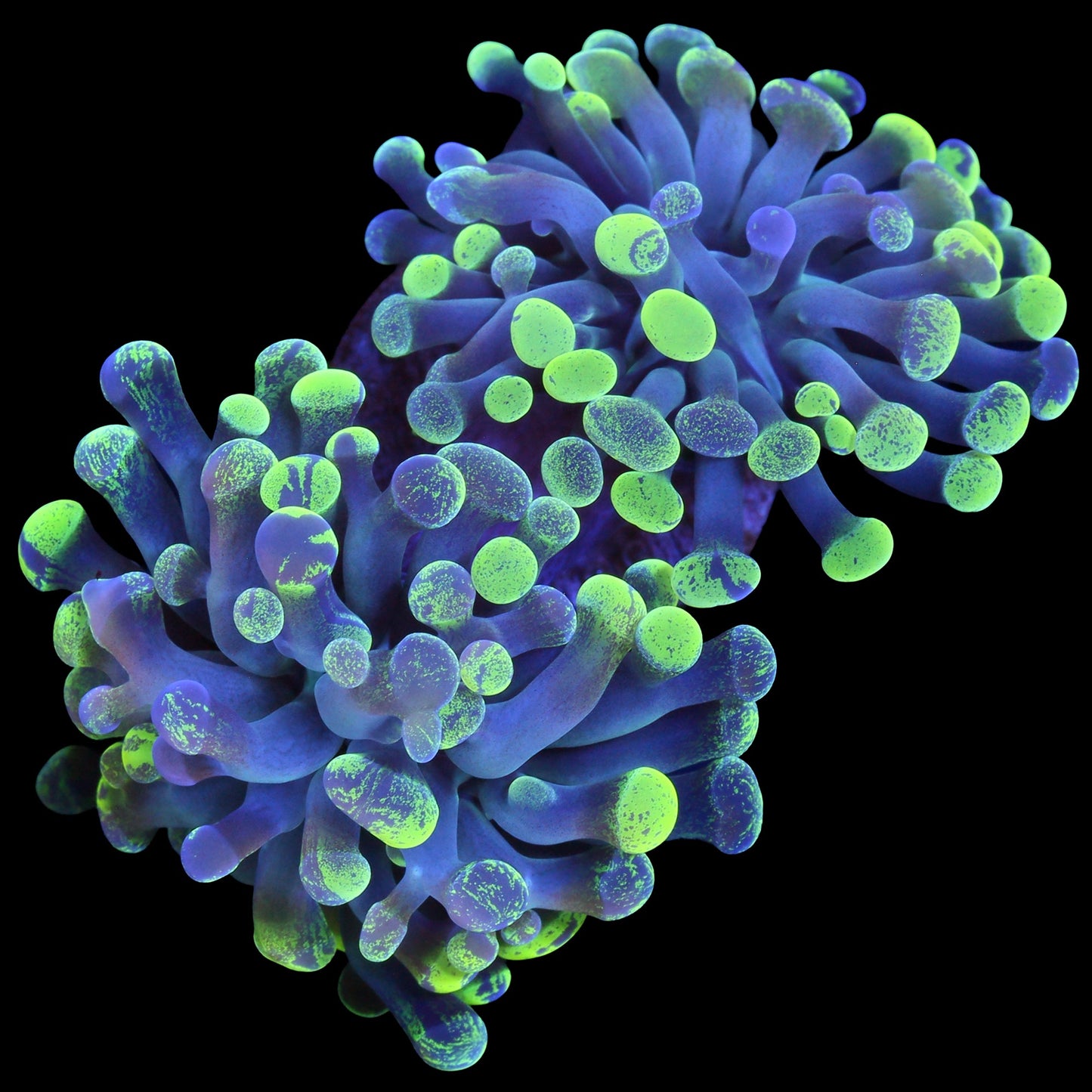 Marbled Branching Hammer Coral