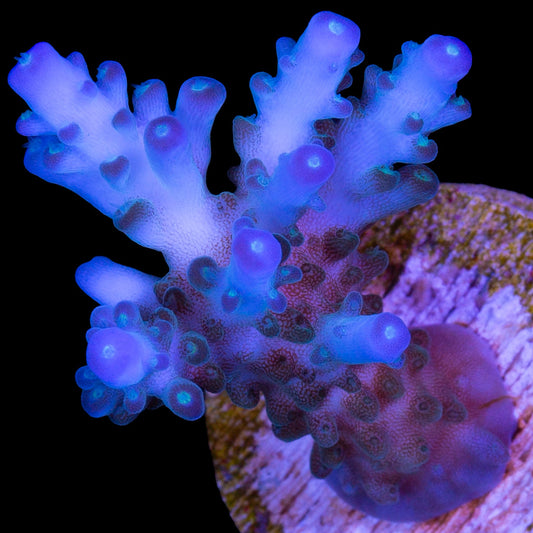 Icy Blue Tip Staghorn Acropora Coral