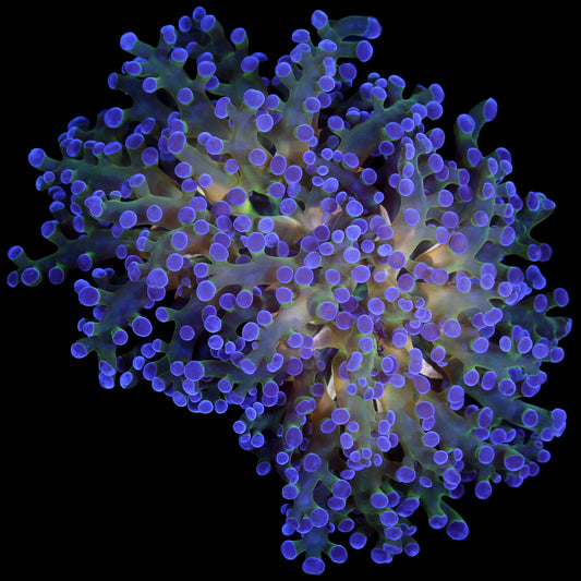 Gold Streak Aussie Frogspawn Coral - New Release