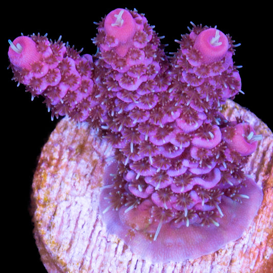 Raspberry Millepora Coral