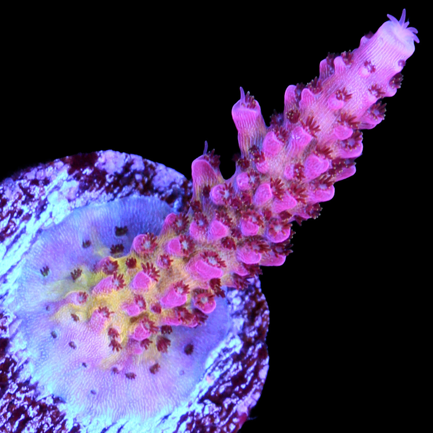 PC Rainbow Acropora Coral