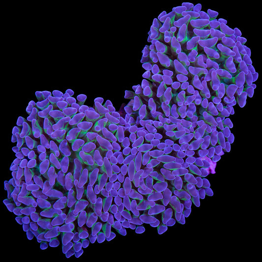 Purple & Green Hammer Coral Colony