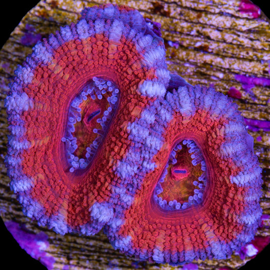 Rainbow Acan Coral