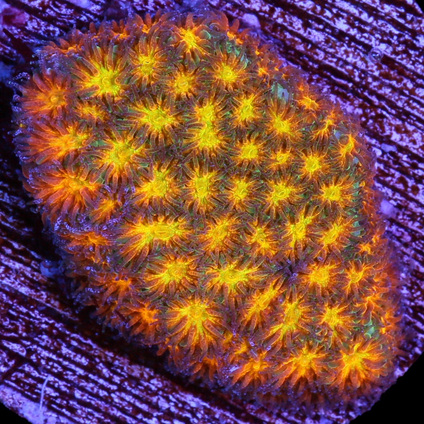 John Deere Leptastrea Coral