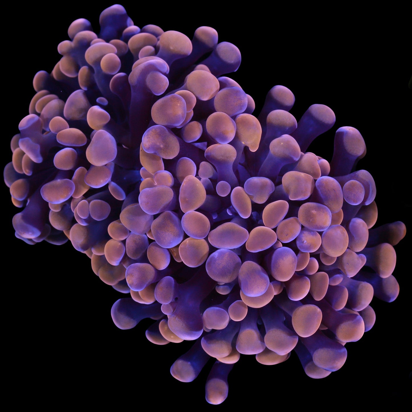 Peach Branching Hammer Coral