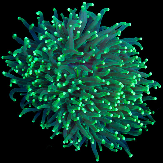 Radioactive Torch Coral Colony