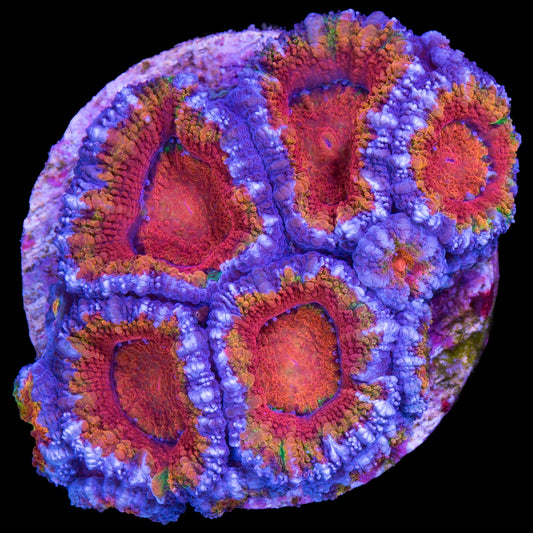 Rainbow Acan lord Coral