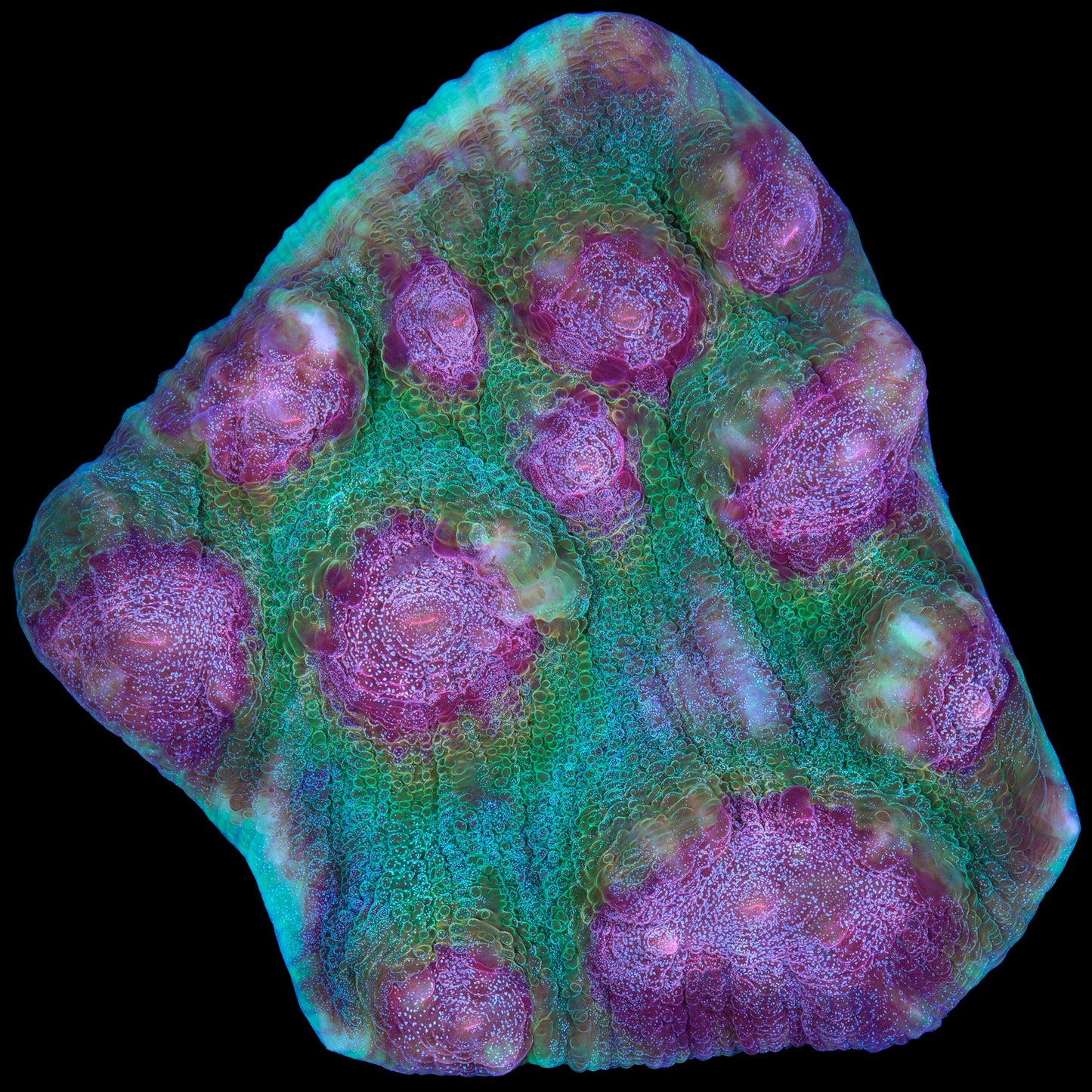 Mindbender Mycedium Coral