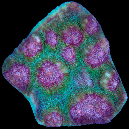 Mindbender Mycedium Coral