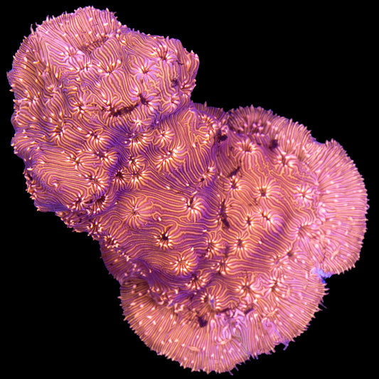 Orange Pavona Maldivensis Coral