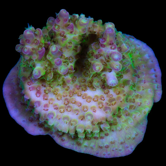 Rose Petal Acropora Coral