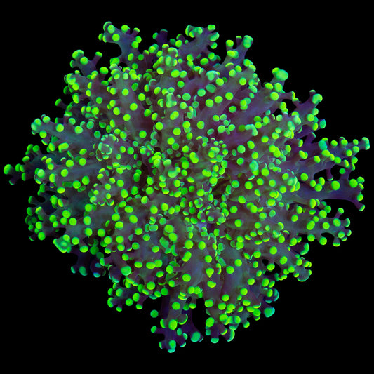 Neon Tip Frogspawn Coral