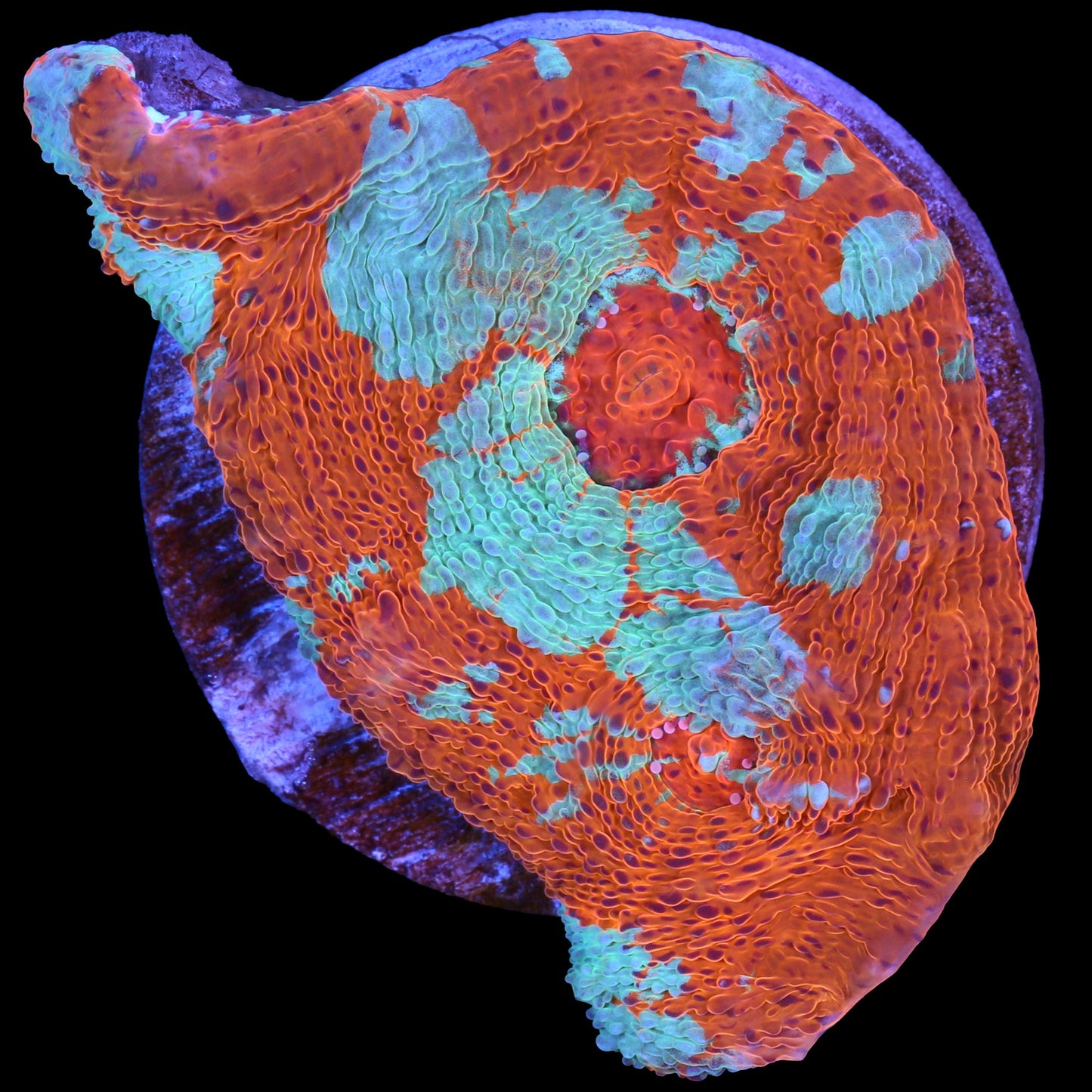 Orange Dream Echinophyllia Coral