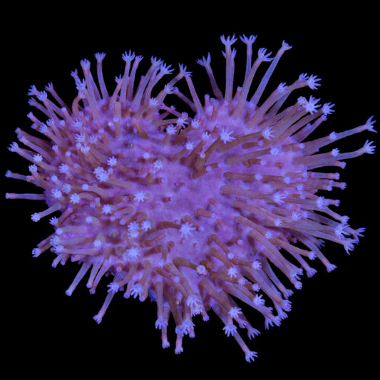 Long Polyp Toadstool Leather Coral