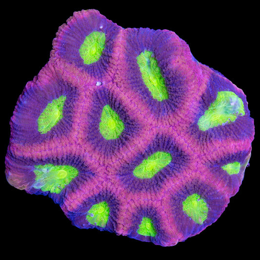 Prism Goniostrea Coral Colony
