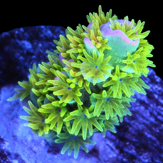R66 Magic Marker Tenuis Acropora Coral - 1st Release