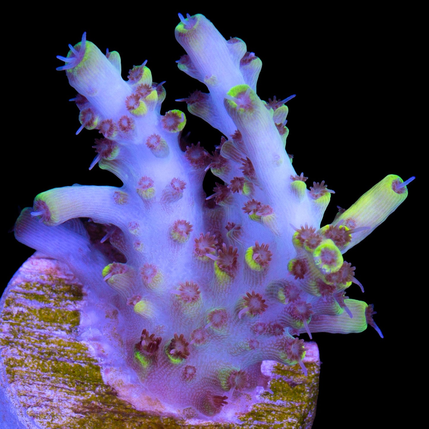 Pink Floyd Acropora Coral