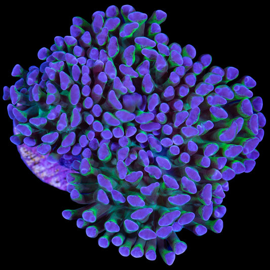 Purple & Green Wall Hammer Coral