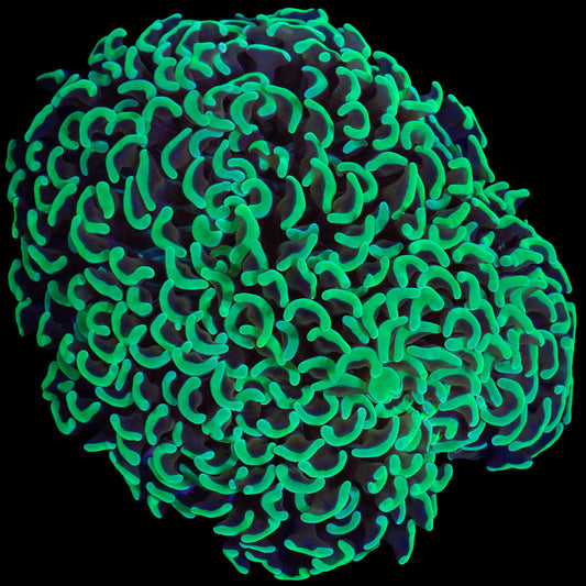 Metallic Green Wall Hammer Coral