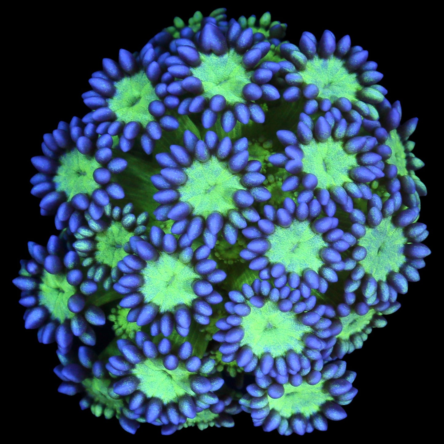 Joker Goniopora Coral