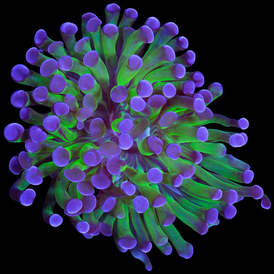 Purple & Green Branching Hammer Coral