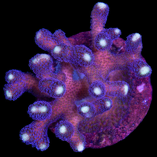 Purple Stylophora Coral Colony