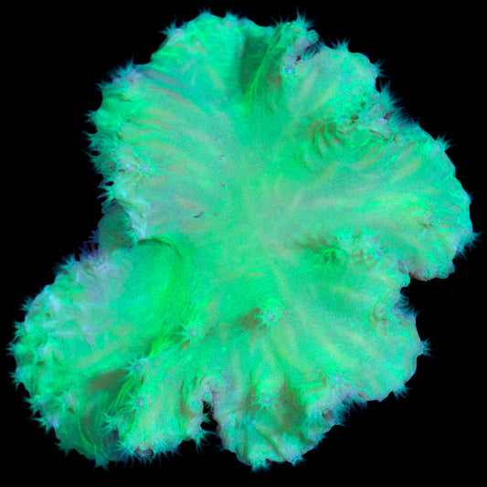 Neon Green Cabbage Leather Coral