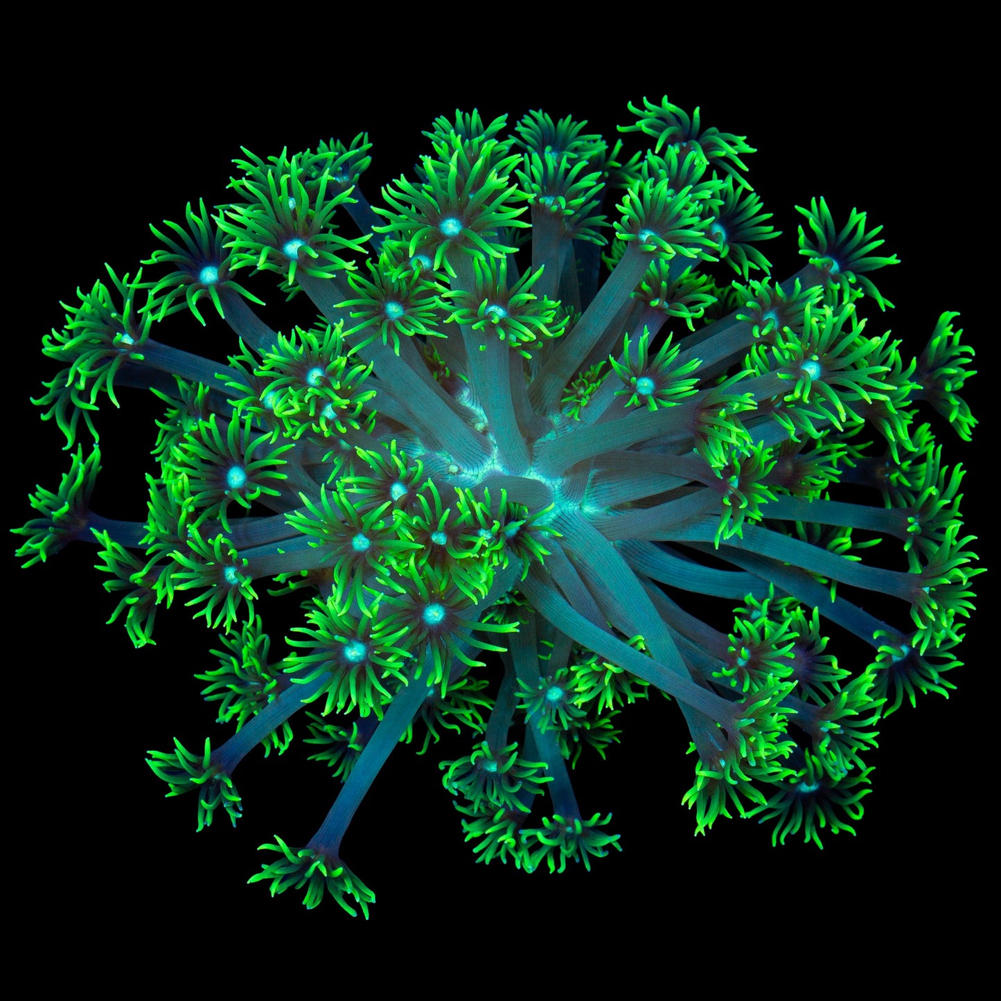 Nuclear Green Aussie Goniopora Colony