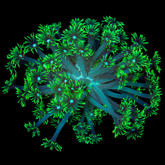 Nuclear Green Aussie Goniopora Colony